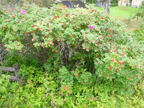 The biggest rose hips ever seen by us.